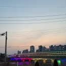 도그포레스트
