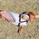 하늘켄넬 이미지