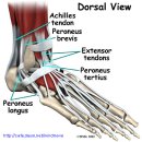 발목과 발의 해부 (ANATOMY OF THE ANKLE &amp; FOOT) 이미지