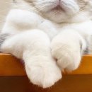 고양이발 이미지