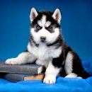 멋진강아지 이미지