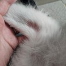 셀레네동물병원 이미지