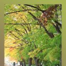 백봉초등학교 이미지