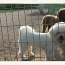 아루보리 이미지