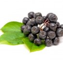 아로니아 이미지