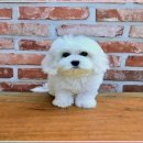 강남강아지 이미지