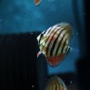 Red Catana Discus 3.5 G 이미지