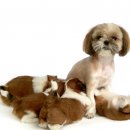 이삭애견훈련소 이미지