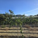 일심2로 R 이미지