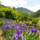 매화골산촌 - 정선군 매화동길 504-7 | 매화골산촌