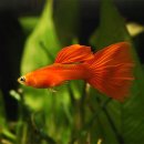 구피 카카오 검색결과