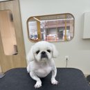 온달 그루밍 이미지