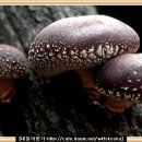 한방식품과요리【동의보감:약이되는음식】표고버섯 이미지