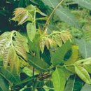 참죽나무 이미지