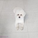 시흥24시센트럴동물의료센터 | [내돈내산] 포도술빵먹은 우리집 강아지는 개해맑(ft.시흥 24시 센트럴동물의료센터)