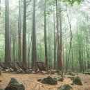 치유의 숲 이미지