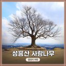 부여(임천)-15 | 충남 부여 드라마 촬영지! &lt;성흥산 사랑나무&gt;(부여 가림성 느티나무) 커플여행 사진촬영 추천지!