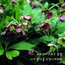 민도준류우마내과의원 | 기대감이 생겼네?기대감을 갖게 해준 민도준류우마내과의원,교대역 8번출구, 겨울에 피는 꽃...