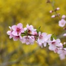 안산벚꽃음악회 이미지