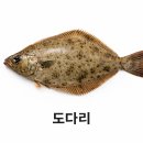 도다리