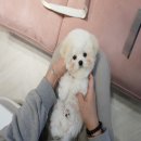 럽댕 강아지분양 이미지