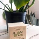 매실 | 비움매실 솔직 후기 똥매실로 속 시원