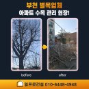 중2동-3 | 부천 벌목업체 수목 제거 후기