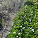 안해님농장 이미지