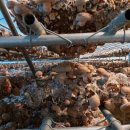 해건농장 이미지