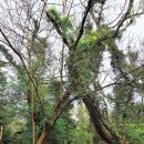 마중오름 이미지