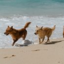 도곡동행동물병원 이미지