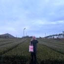 서광농장 | 겨울 제주여행 서귀포 가볼만한곳 제주도 녹차밭 오설록티뮤지엄