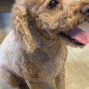 보듬 반려견미용실 이미지