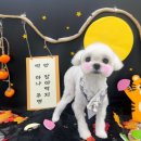 동글동글 애견미용실 이미지