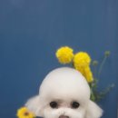 멍멍's 연구소 이미지