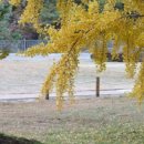 현풍곽씨십이정려각 이미지