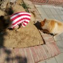 은퇴한 수의사의 저택 이미지