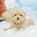 김해 해피몽 김해강아지분양 고양이분양 이미지