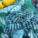 약산면-3 이미지