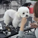 마리애견미용