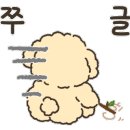 송이애견 이미지