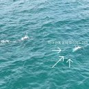 [영상] 위기에 처한 제주 남방큰돌고래 이미지