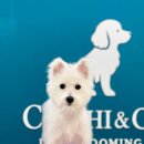 애기 강아지 반려견전문샵 | 광진구 자양동 애견미용 강아지 스파 후기