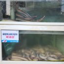 강원곰장어 이미지