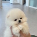 화이트포메라니안 | 김포장기동강아지분양 화이트포메라니안 분양후기