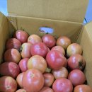 )마감)무주)맛있는 찰토마토 판매합니다. 이미지