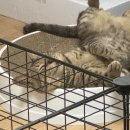 동산동물병원 이미지