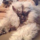 캣스토리 이미지