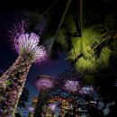 8월의 코코넛(Coconut in August) | [싱가포르] 싱가포르 당일치기 후기 (from 쿠알라룸푸르)