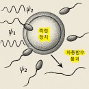 난자와 정자의 수정에 관한 요즘 연구를 양자적으로 풀어 보면... 이미지
